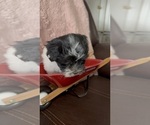 Small Photo #15 Havanese Puppy For Sale in SATSUMA, FL, USA