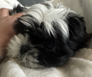 Shih Tzu Puppy for sale in SPIRIT LAKE, IA, USA