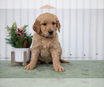 Small #1 Goldendoodle