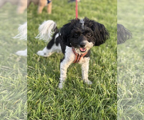 Medium Photo #2 Poochon Puppy For Sale in COLUMBIA, MD, USA