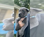 Small #12 Cane Corso