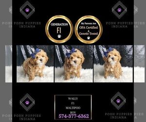 Maltipoo Puppy for sale in WARSAW, IN, USA