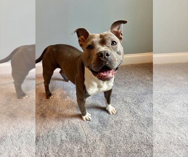 Medium Photo #4 American Pit Bull Terrier Puppy For Sale in Alexandria, VA, USA