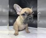 Small Photo #26 French Bulldog Puppy For Sale in CHESAPEAKE, VA, USA