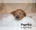 Puppy 3 Goldendoodle-Poodle (Miniature) Mix