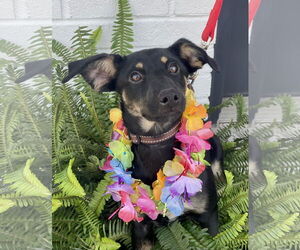 Rat Terrier-Unknown Mix Dogs for adoption in Mount Laurel, NJ, USA