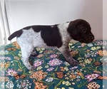 Small German Shorthaired Pointer