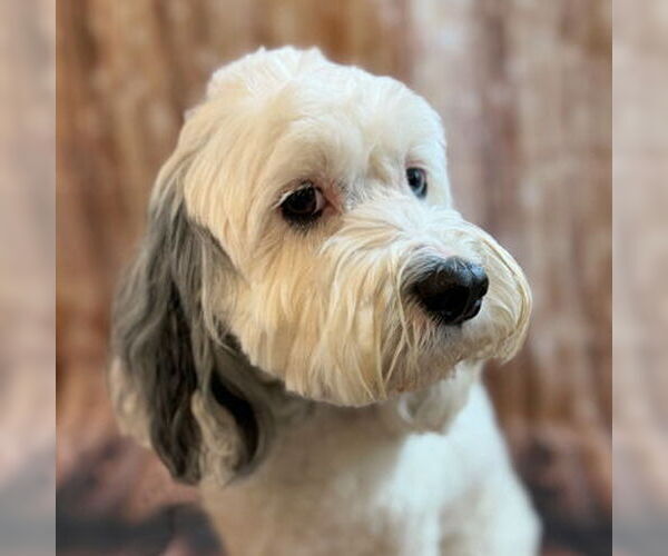 Medium Photo #7 Cock-A-Poo-Unknown Mix Puppy For Sale in Arlington, VA, USA