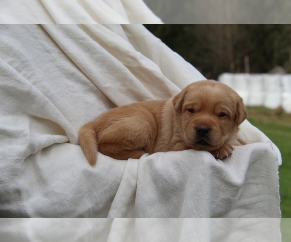 Medium Photo #8 Labrador Retriever Puppy For Sale in HYDE PARK, VT, USA