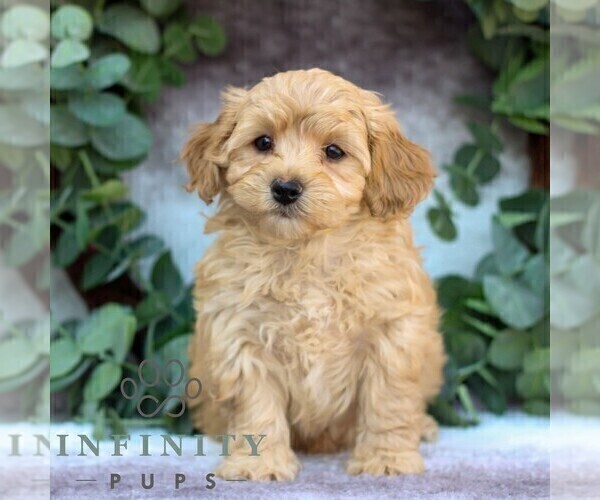 Medium Photo #4 Cavachon-Poodle (Miniature) Mix Puppy For Sale in GORDONVILLE, PA, USA