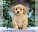 Small #3 Cavachon-Poodle (Miniature) Mix