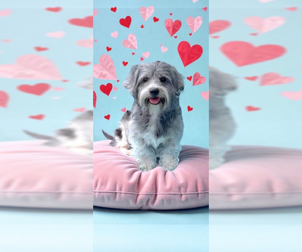 Medium Photo #3 Petit Basset Griffon Vendeen Puppy For Sale in Weston, FL, USA