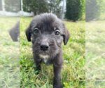 Small Photo #3 Poodle (Standard)-Unknown Mix Puppy For Sale in Valrico, FL, USA