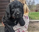Puppy Skye Labradoodle