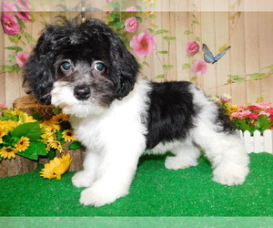 Poodle (Toy) Puppy for sale in HAMMOND, IN, USA