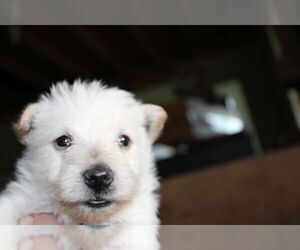 Scottish Terrier Puppy for Sale in KETTLE FALLS, Washington USA