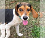 Small #1 Beagle