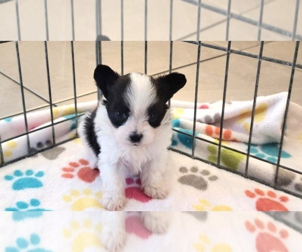 Medium Photo #5 Papitese Puppy For Sale in ORO VALLEY, AZ, USA