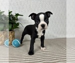 Small #5 Boston Terrier
