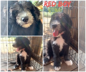 Goldendoodle-Sheepadoodle Mix Puppy for sale in RHOME, TX, USA