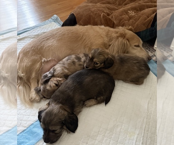 Medium Photo #6 Dachshund Puppy For Sale in LANEXA, VA, USA