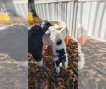 Small Photo #6 Portuguese Water Dog Puppy For Sale in MURFREESBORO, TN, USA
