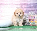 Small Photo #4 Cavapoo Puppy For Sale in BEL AIR, MD, USA
