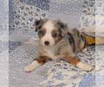 Small Photo #1 Miniature Australian Shepherd Puppy For Sale in HARRISON, OH, USA