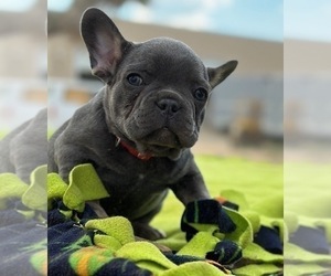 French Bulldog Puppy for Sale in PHELAN, California USA