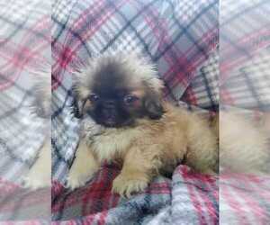 Pekingese Puppy for sale in JOICE, IA, USA