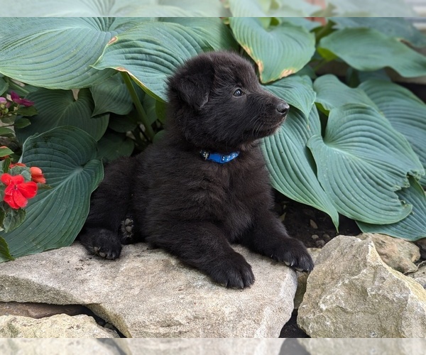 Medium Photo #6 Belgian Sheepdog Puppy For Sale in HAMILTON, MO, USA