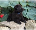 Small #5 Belgian Sheepdog