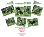 Image preview for Ad Listing. Nickname: AKC Dusty 2025