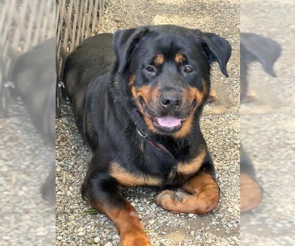 Medium Photo #1 Rottweiler-Unknown Mix Puppy For Sale in Palmetto, FL, USA