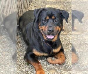 Rottweiler-Unknown Mix Dogs for adoption in Palmetto, FL, USA