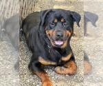 Small Rottweiler Mix