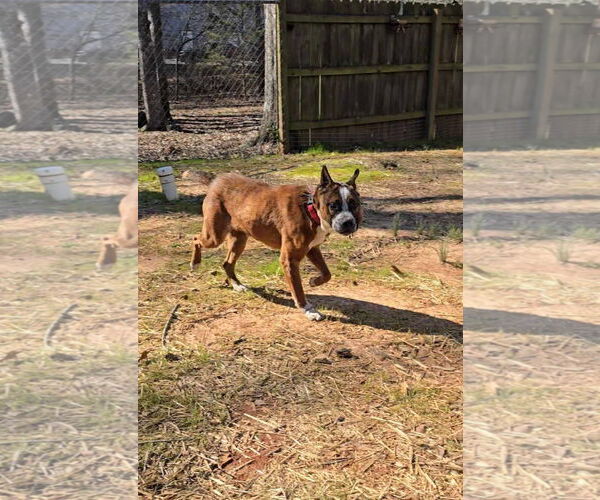 Medium Photo #6 Boston Terrier-Unknown Mix Puppy For Sale in McDonough, GA, USA