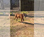 Small #5 Boston Terrier Mix