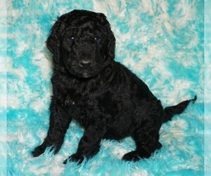 Labradoodle Puppy for sale in LA HABRA, CA, USA