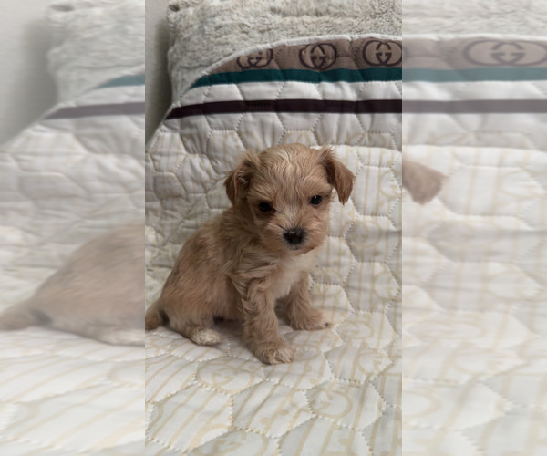 Medium Photo #6 Maltipoo (Toy) Puppy For Sale in DALLAS, TX, USA