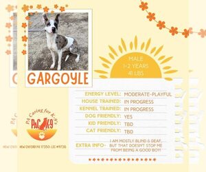 Catahoula Leopard Dog-Unknown Mix Dogs for adoption in New Oxford , PA, USA