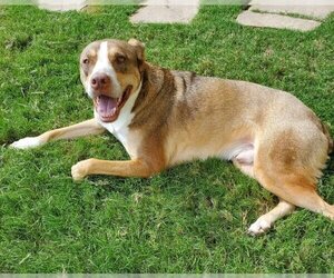 Dutch Shepherd -Huskies  Mix Dogs for adoption in Spring, TX, USA