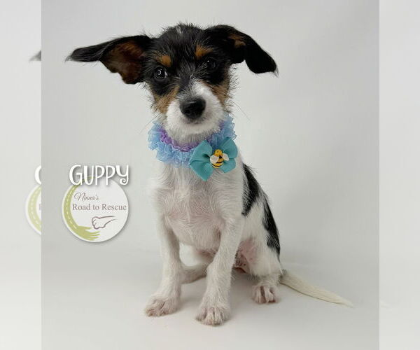 Medium Photo #3 Jack Russell Terrier-Unknown Mix Puppy For Sale in Benton, LA, USA