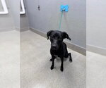 Small Labrador Retriever Mix