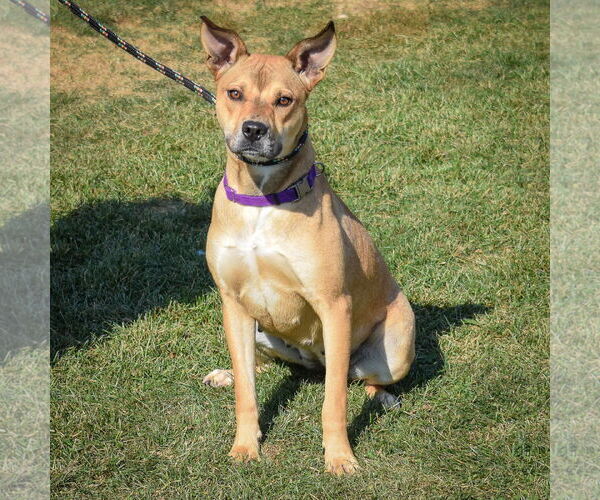 Medium Photo #5 American Staffordshire Terrier-Chinese Shar-Pei Mix Puppy For Sale in Huntley, IL, USA