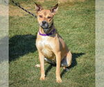 Small #4 American Staffordshire Terrier-Chinese Shar-Pei Mix