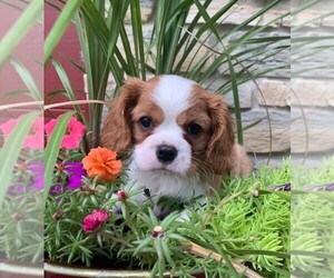Cavalier King Charles Spaniel Puppy for sale in CLARE, IL, USA