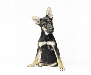 Stoney - M - Male German Shepherd Dog Dog for Adoption - Photo #3