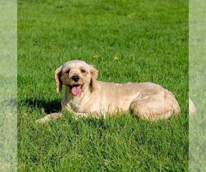 Mother of the Cavapoo (Miniature) puppies born on 03/08/2026