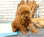 Small Photo #6 Poodle (Toy) Puppy For Sale in LAS VEGAS, NV, USA
